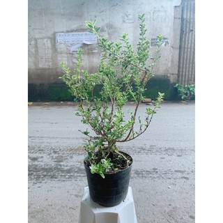 Cây Bạch Tuyết Mai