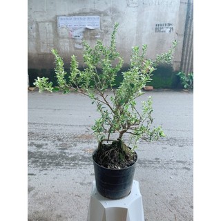 Cây Bạch Tuyết Mai