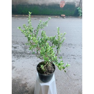 Cây Bạch Tuyết Mai