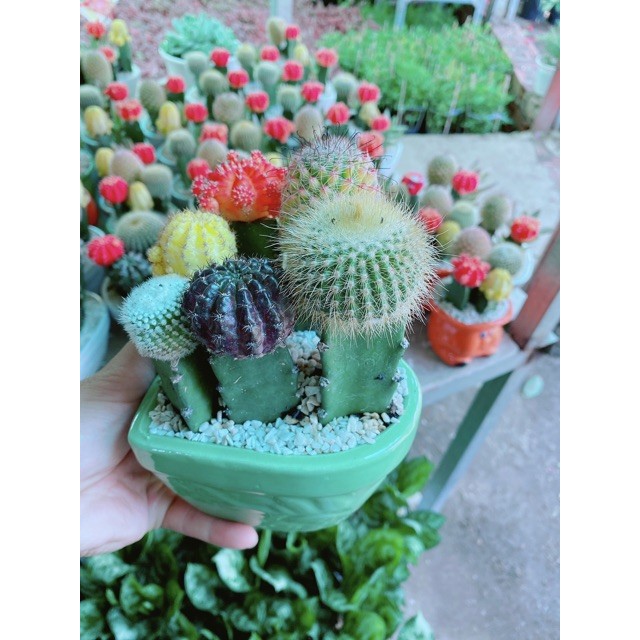 Chậu xương rồng tiểu cảnh