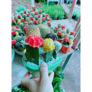 Chậu xương rồng tiểu cảnh