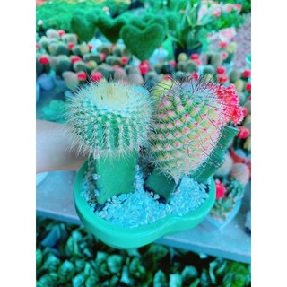 Chậu xương rồng tiểu cảnh