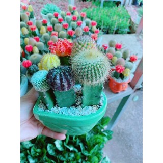 Chậu xương rồng tiểu cảnh