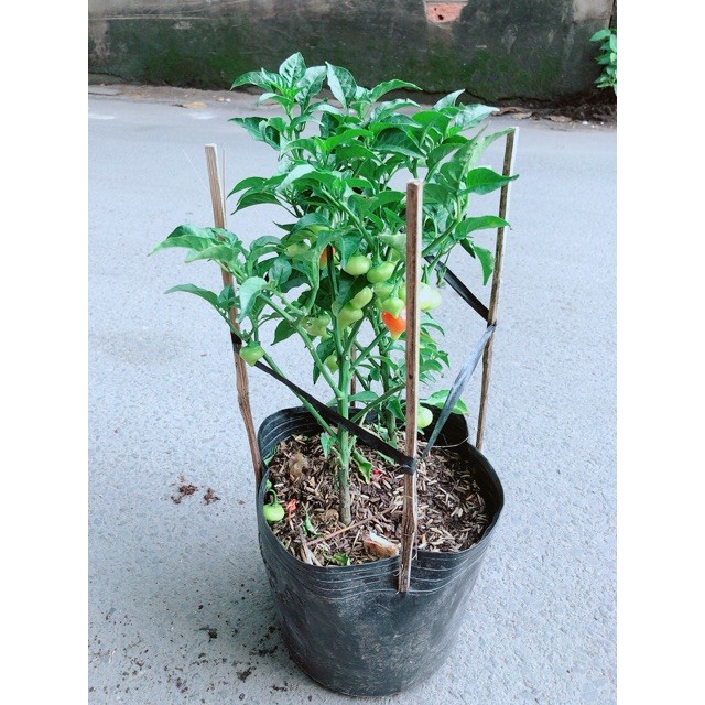 Ớt Kiểng Biquinho Độc Lạ Ăn Được