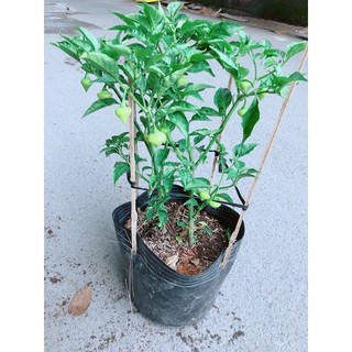 Ớt Kiểng Biquinho Độc Lạ Ăn Được