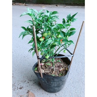 Ớt Kiểng Biquinho Độc Lạ Ăn Được