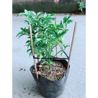 Ớt Kiểng Biquinho Độc Lạ Ăn Được