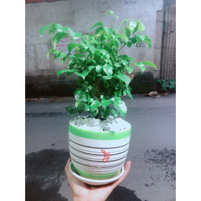 Chậu Cây Hạnh Phúc