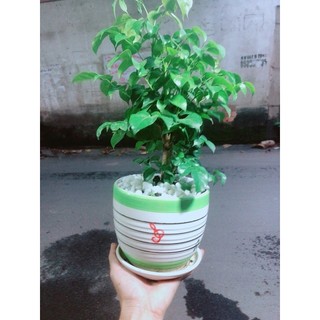 Chậu Cây Hạnh Phúc