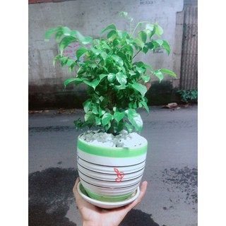 Chậu Cây Hạnh Phúc
