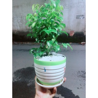 Chậu Cây Hạnh Phúc