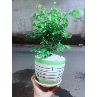 Chậu Cây Hạnh Phúc
