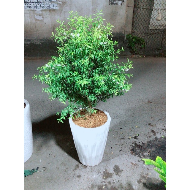 Chậu Cây Mai Chiếu Thuỷ Cao 1m