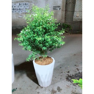 Chậu Cây Mai Chiếu Thuỷ Cao 1m