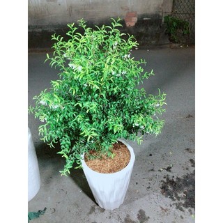 Chậu Cây Mai Chiếu Thuỷ Cao 1m