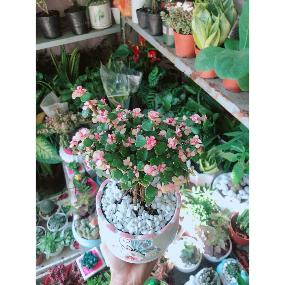 Chậu Cây Cành Vàng Lá Ngọc