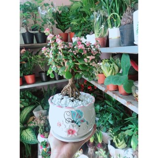Chậu Cây Cành Vàng Lá Ngọc