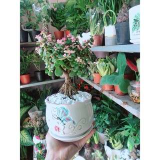 Chậu Cây Cành Vàng Lá Ngọc