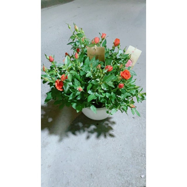 Chậu Hoa Hồng Màu Cam