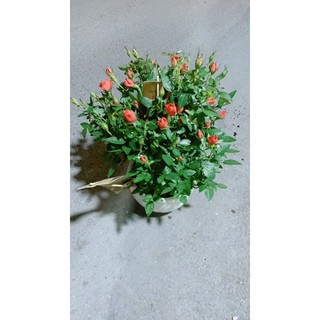 Chậu Hoa Hồng Màu Cam