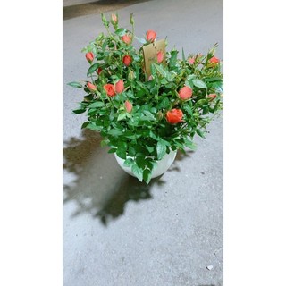 Chậu Hoa Hồng Màu Cam