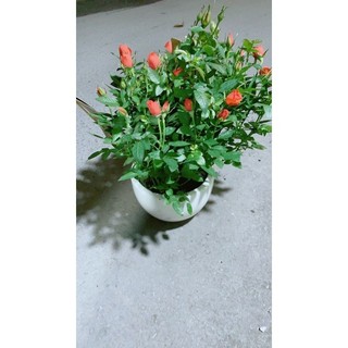 Chậu Hoa Hồng Màu Cam