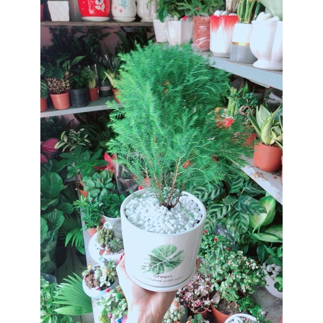 Chậu Tùng Bồng Lai