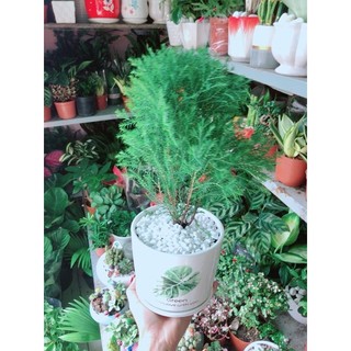 Chậu Tùng Bồng Lai