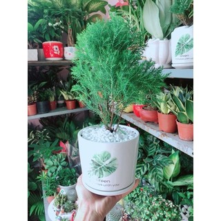 Chậu Tùng Bồng Lai