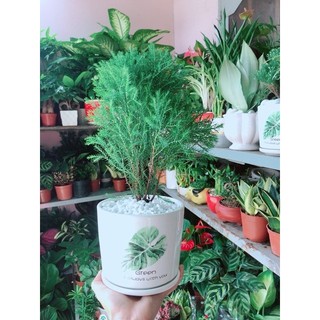 Chậu Tùng Bồng Lai
