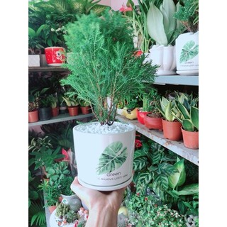 Chậu Tùng Bồng Lai