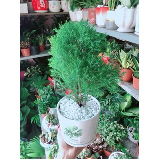 Chậu Tùng Bồng Lai