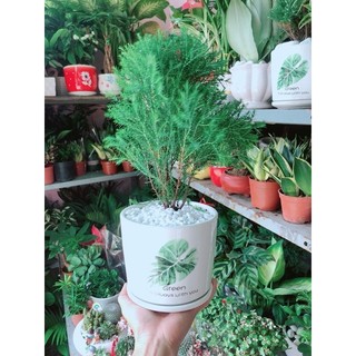 Chậu Tùng Bồng Lai