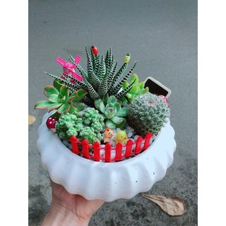 Chậu Sen Đá Xương Rồng Tiểu Cảnh