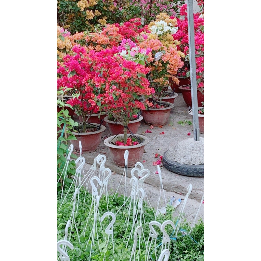Cây Hoa Giấy (Chỉ giao hoả tốc)