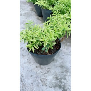 Mai Chiếu Thuỷ Mini