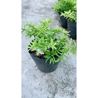 Mai Chiếu Thuỷ Mini