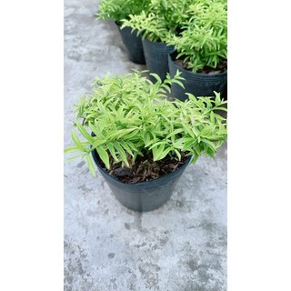 Mai Chiếu Thuỷ Mini