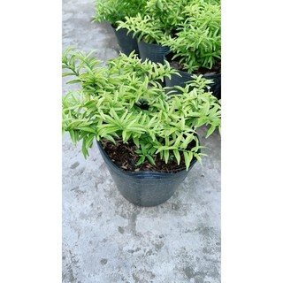 Mai Chiếu Thuỷ Mini
