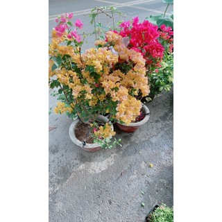 Cây Hoa Giấy (Chỉ giao hoả tốc)
