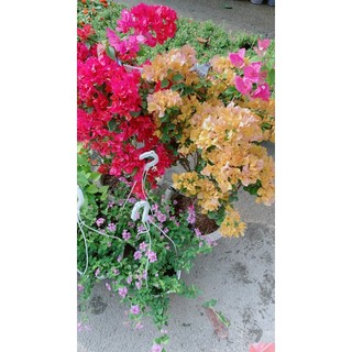 Cây Hoa Giấy (Chỉ giao hoả tốc)
