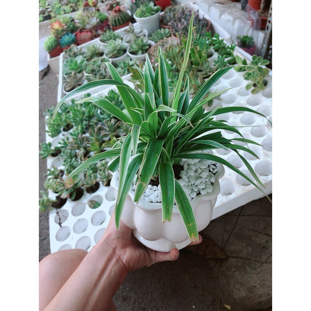 Chậu lan chi