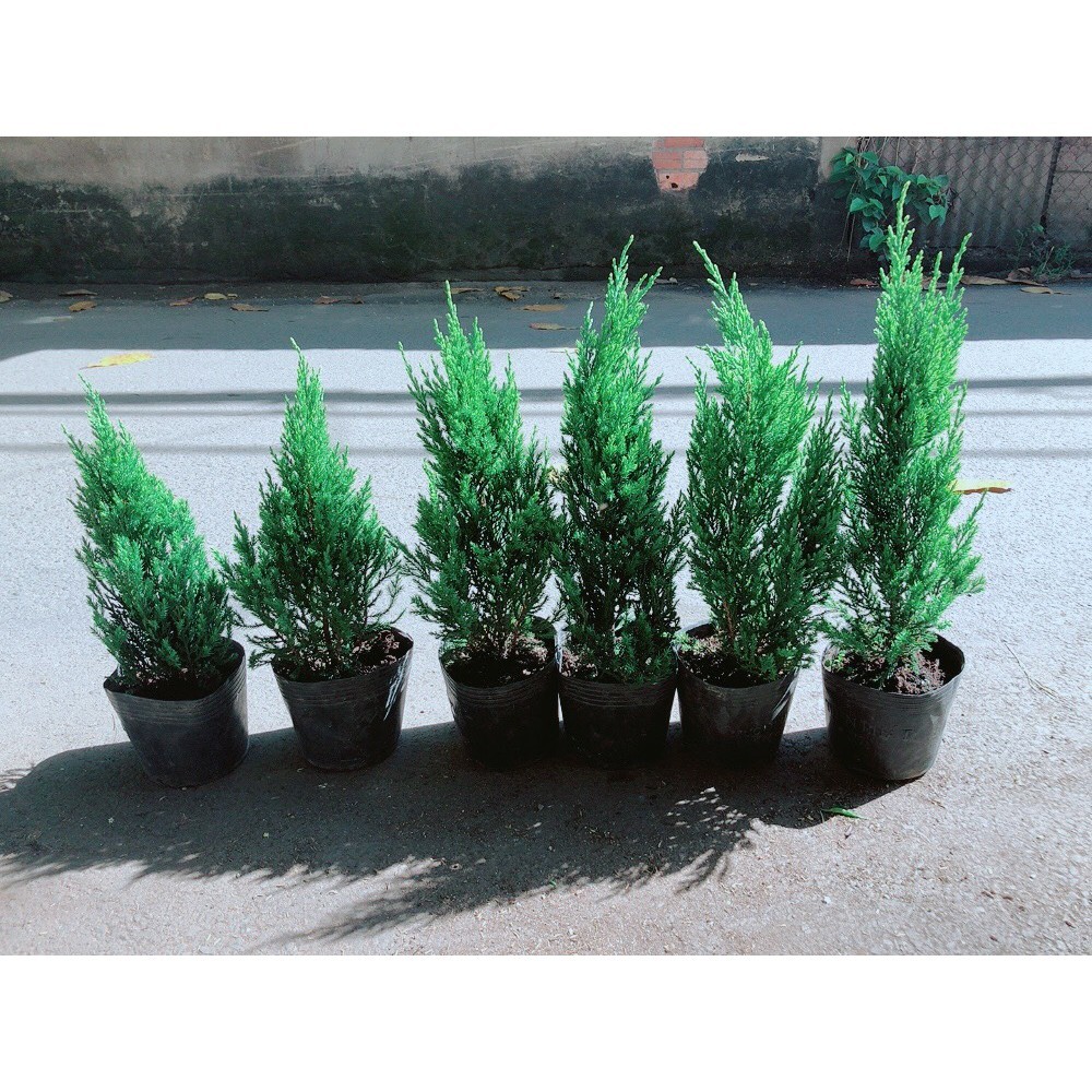 Cây Tùng Cao 40cm (tính cả bầu )