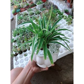 Chậu lan chi