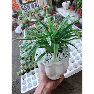 Chậu lan chi