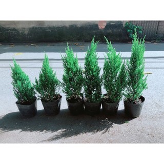 Cây Tùng Cao 40cm (tính cả bầu )