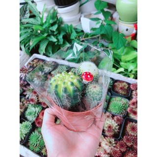 Bụi Xương Rồng