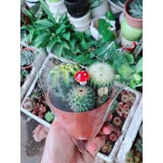 Bụi Xương Rồng