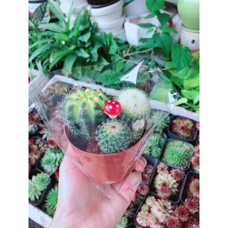 Bụi Xương Rồng
