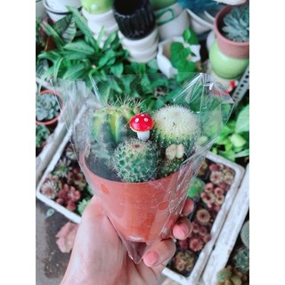 Bụi Xương Rồng